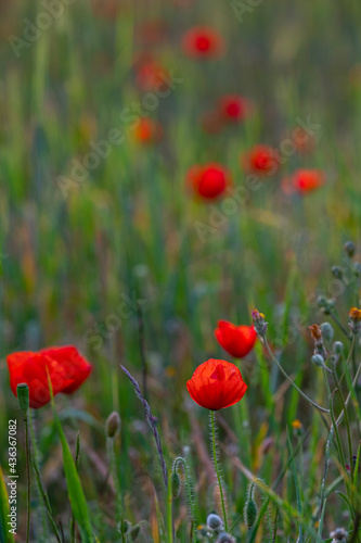 Papaver rhoeas L., wild poppy field, Lloret de Vistalegre, Mallorca, Balearic Islands, Spain