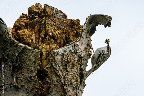 A short toed Treecreeper on a tree photo