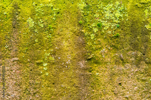 Moss and lichen close up on an old concrete wall