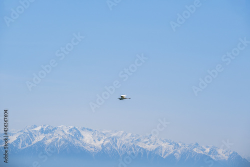 Heron and mountains © Александр Ульман