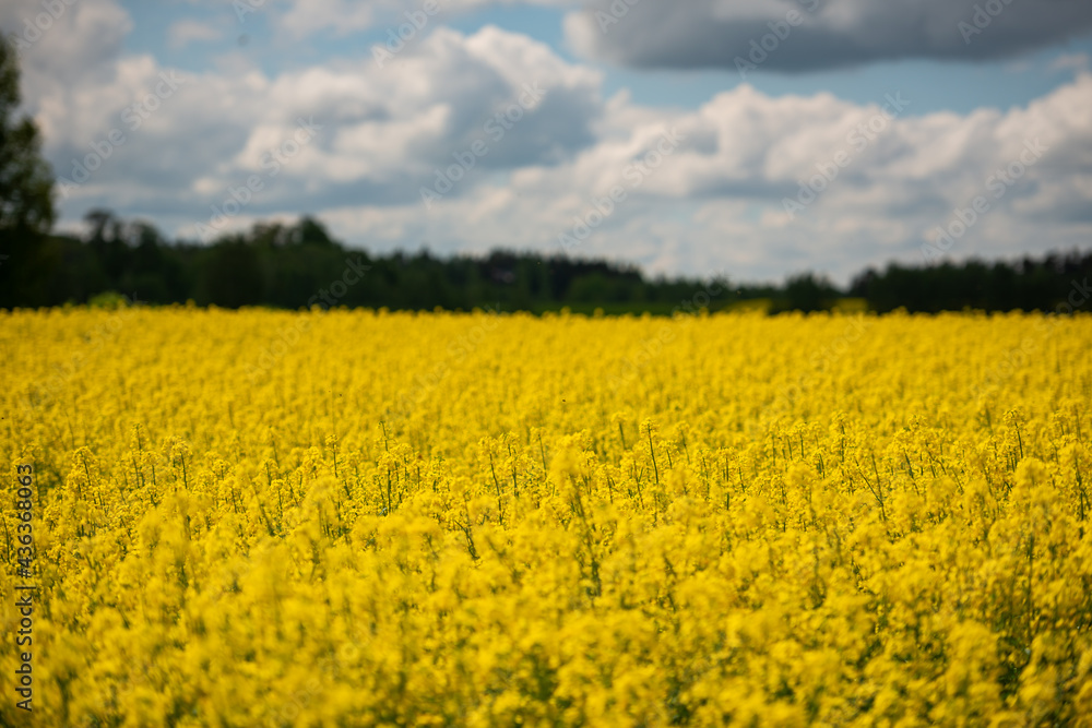 Rapeseed, canola or colza in Latin Brassica Napus, rape seed is plant for green energy and oil industry, springtime golden flowering field and group of two lindens and three crosses