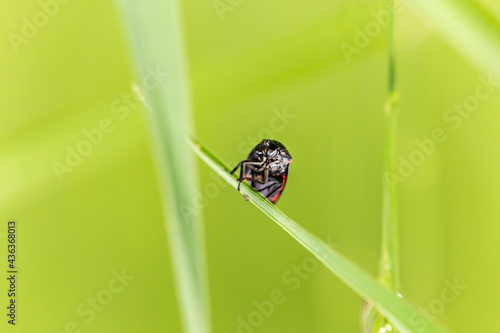 close up of a fire bug on a blade of grass in a meadow photo