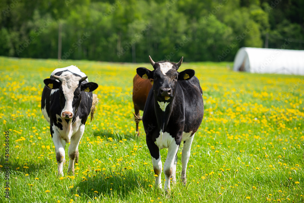Meadow full of dandelions with grazing cows Meadow full of dandelions with grazing cows