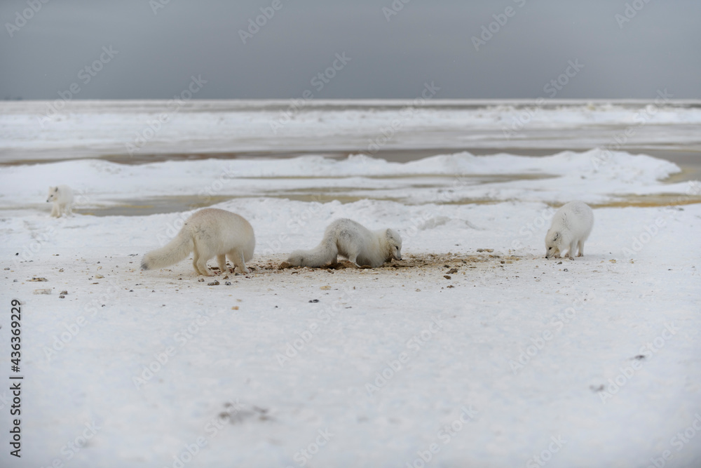 Wild arctic fox digging snow on the beach. White arctic fox looking for food in tundra. Wild arctic fox digging snow on the beach. White arctic fox looking for food in tundra.