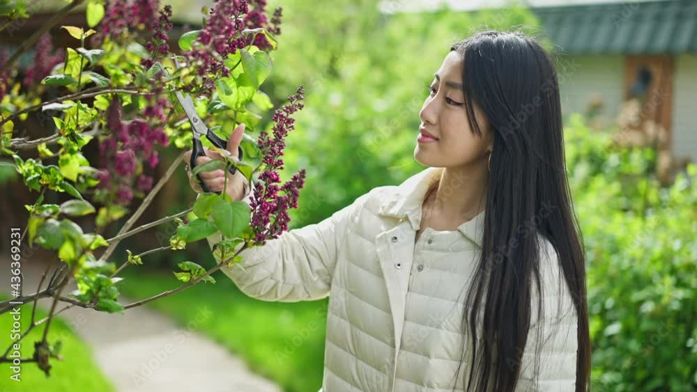 Young slim Asian woman trimming blooming tree branch in sunny garden. Side view portrait of smiling confident millennial gardener working on backyard cutting plants with scissors Young slim Asian woman trimming blooming tree branch in sunny garden. Side view portrait of smiling confident millennial gardener working on backyard cutting plants with scissors