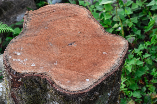 Cross section of the trunk of a timber, red pattern.