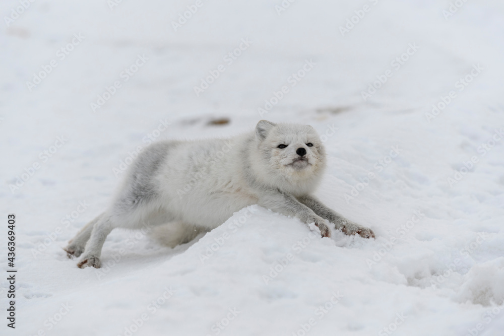 Young arctic fox in winter tundra. Grey arctic fox puppy. Young arctic fox in winter tundra. Grey arctic fox puppy.