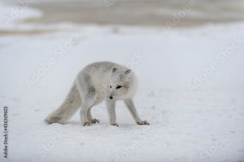 Young arctic fox in winter tundra. Grey arctic fox puppy. © Alexey Seafarer