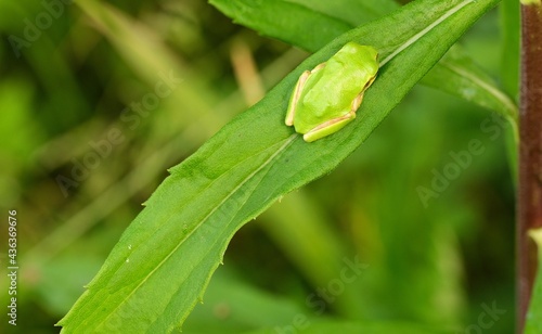 Japanese Tree Frog's Synchronization with The Leaves
