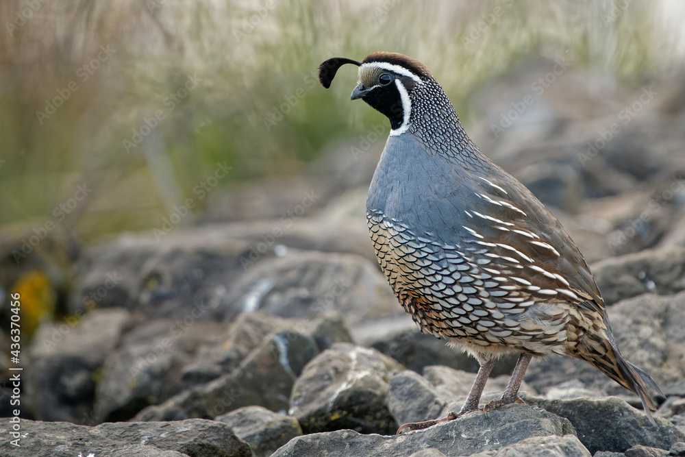 Ταπετσαρία Closeup shot of a cute California quail