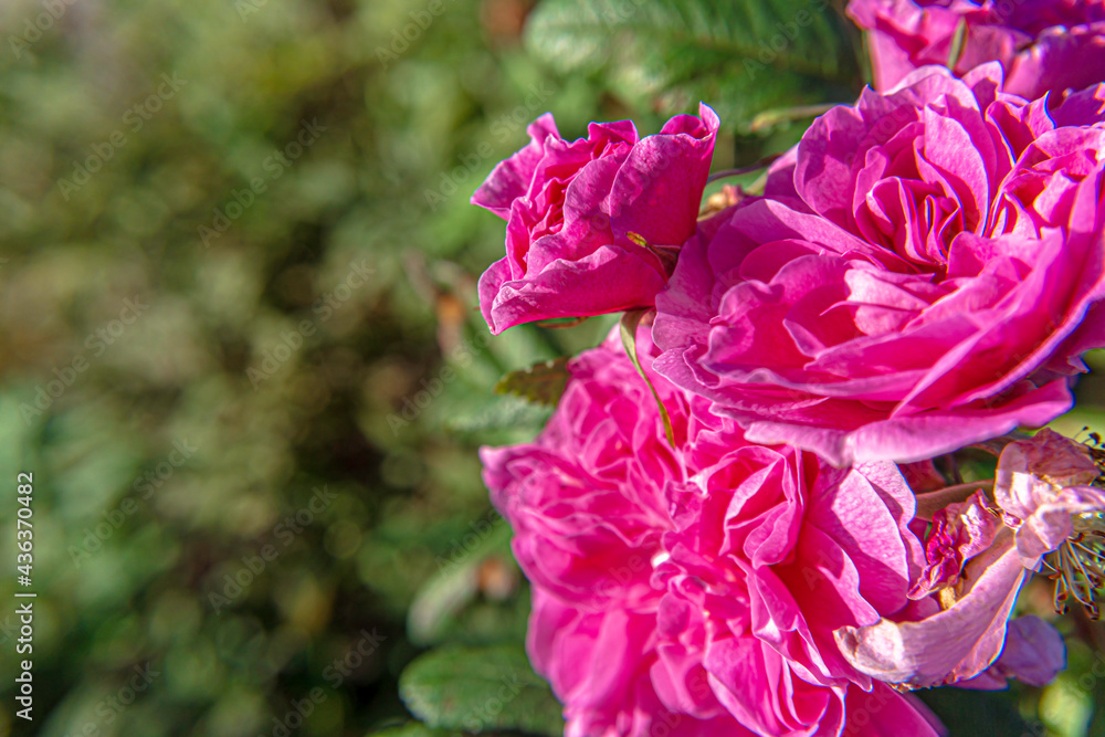 Just rose - 03 Just rose - 03