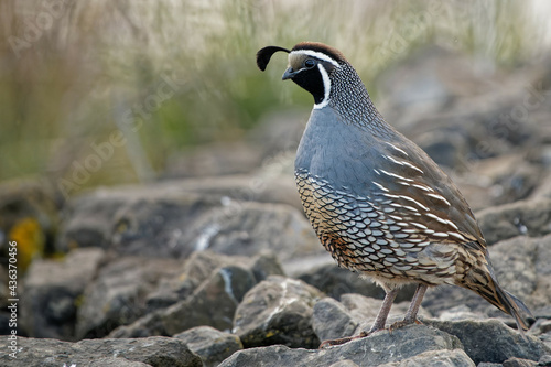 Fotografie, Obraz Closeup shot of a cute California quail