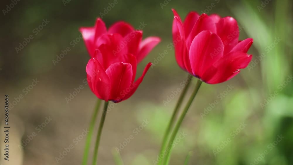 A field of pink tulips against a clear cloudy sky. Bbeautiful natural spring scene A field of pink tulips against a clear cloudy sky. Bbeautiful natural spring scene