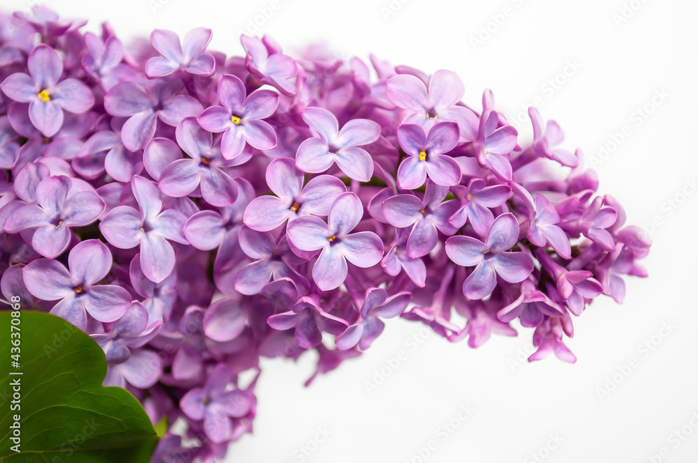 close-up photo of a lilac on a white background. Postcard, banner, background, wallpaper close-up photo of a lilac on a white background. Postcard, banner, background, wallpaper