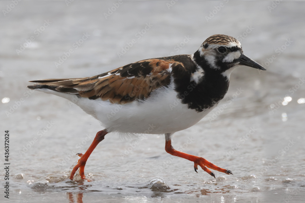 Ruddy Turnsones, Sandpiper family, on the beach looking for food, walking on pipe, pecking, flying and taking off Ruddy Turnsones, Sandpiper family, on the beach looking for food, walking on pipe, pecking, flying and taking off