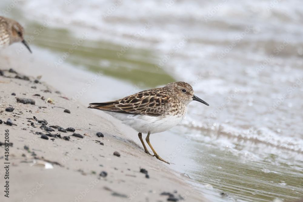 Least Sandpiper, smallest species of sandpiper in Ontario, feeding along the beach shoreline in spring sunny day
