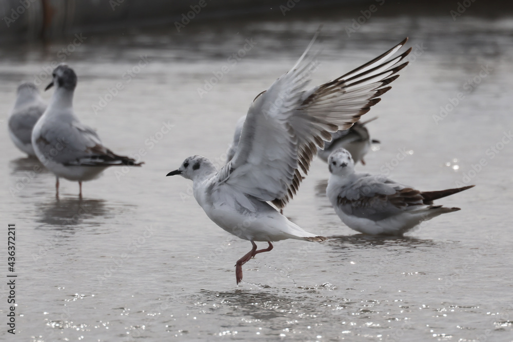 Juvenile Male Bonaparte's Gull taking off from shoreine on spring day
