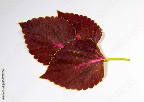 Coleus or Painted Nettles leaves. Plectranthus scutellarioides, or Miana leaves or Coleus Scutellarioides. photo