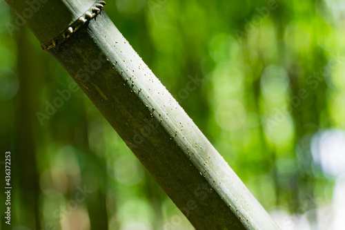 Close-up of Chimonobambusa quadrangularis bamboo on green background in Arboretum Park Southern Cultures in Sirius (Adler) Sochi. Has rough culms whose opposite sides are flat, forming rounded square photo