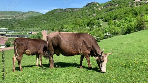 A closeup of rural cows grazing the grass in the highlands of Dsegh, Lori, Armenia photo