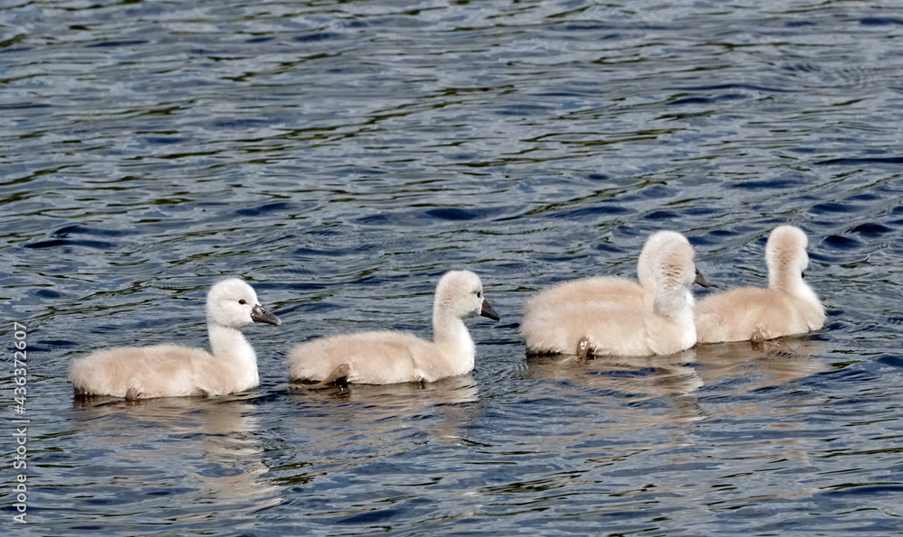 Schwanenfamilie Schwanenfamilie