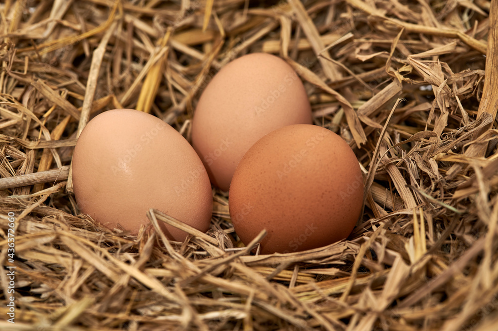 Closeup of three Chicken eggs on straw background