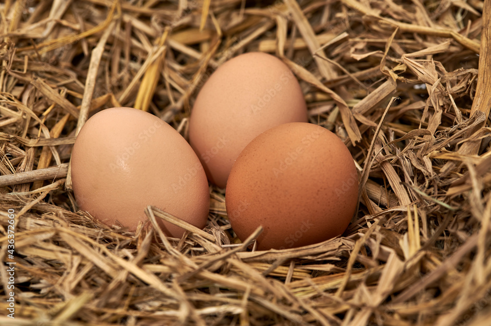 Closeup of three Chicken eggs on straw background Closeup of three Chicken eggs on straw background