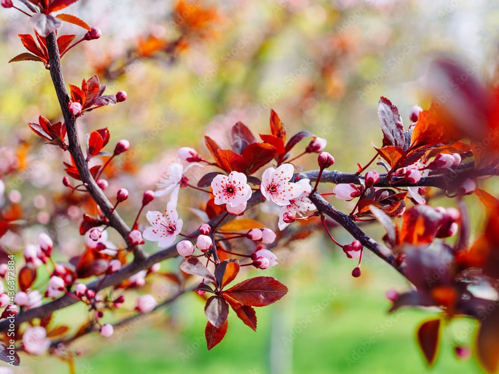 beautiful flowering of small cherry plum - a tree branch in spring close-up beautiful flowering of small cherry plum - a tree branch in spring close-up