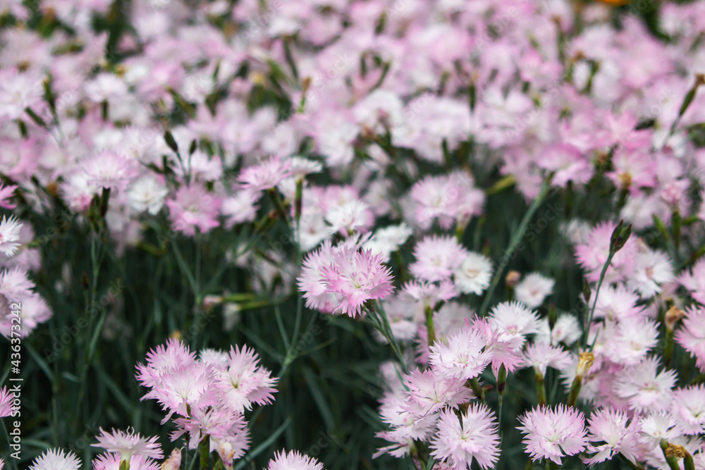 White and pink wild carnation in the garden. Beautiful spring flowers. Flower garden. White and pink wild carnation in the garden. Beautiful spring flowers. Flower garden.