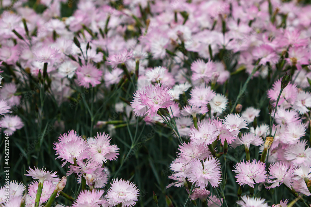 White and pink wild carnation in the garden. Beautiful spring flowers. Flower garden.