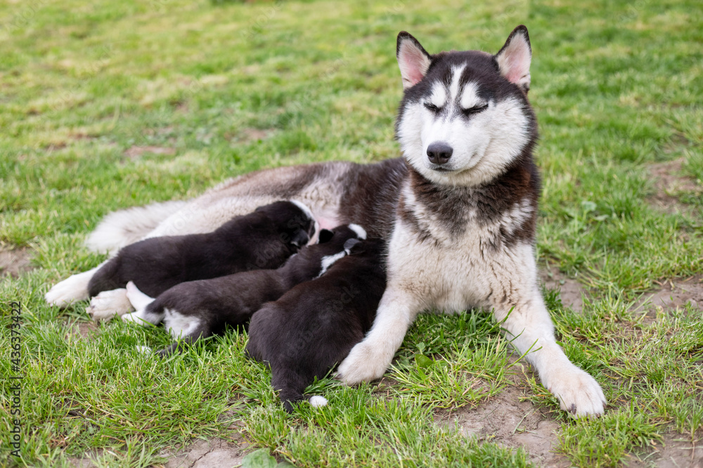 Small puppies sucking mothers nipples lying on the green grass. Dog breastfeeding. Little puppies getting fed by his mother. Female dog with puppies