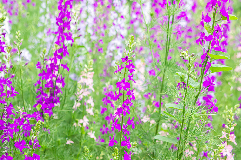 Beautiful flower meadow. Spring flowers. Flower garden. Beautiful flower meadow. Spring flowers. Flower garden.