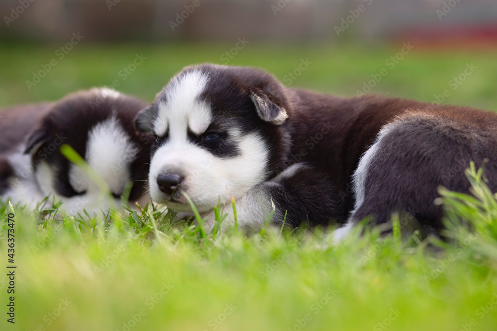 Two husky puppies lie in the green grass on the lawn. Husky puppies outdoors Two husky puppies lie in the green grass on the lawn. Husky puppies outdoors