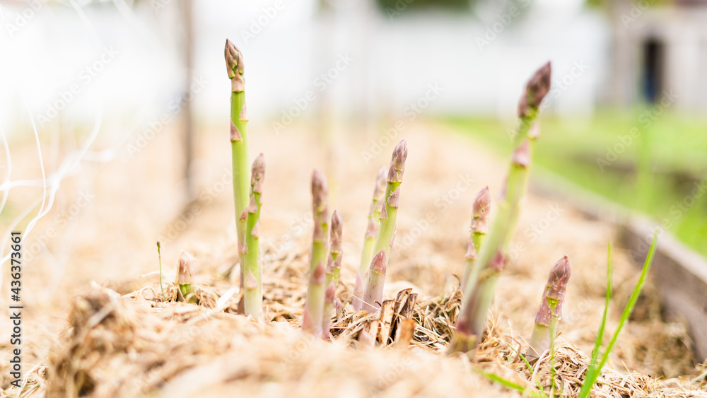 Growing green asparagus for home consumption. The bed is covered with mulch, the first spring harvest Growing green asparagus for home consumption. The bed is covered with mulch, the first spring harvest