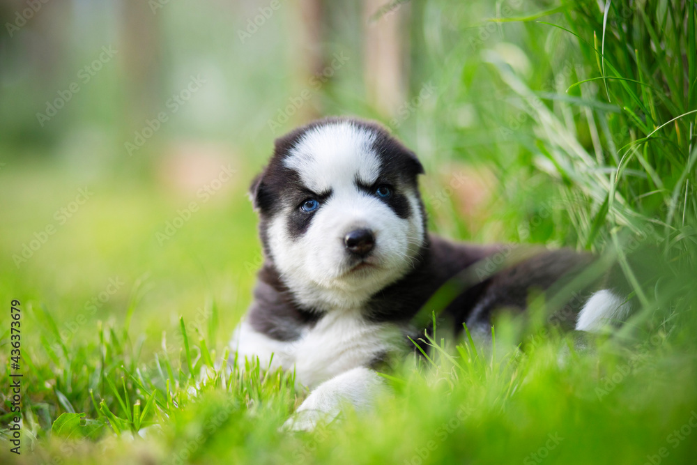 Husky puppy lies in the green grass in the park. Husky puppy outdoors