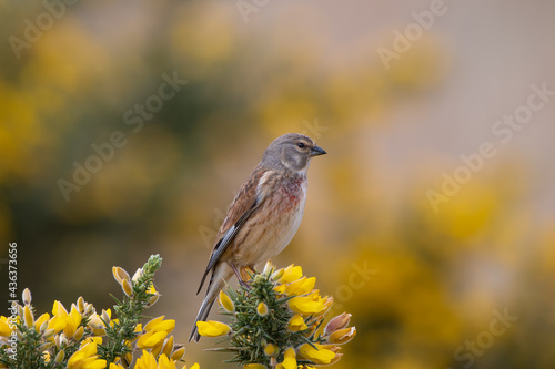 Linnet Perched in a Bush with Yellow Flowers