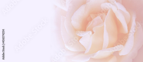 Soft pink rose background with copy space
