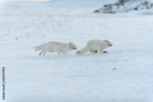 Wild arctic foxes fighting in tundra in winter time. White arctic fox aggressive.