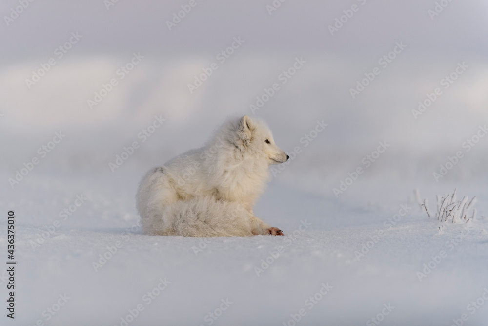 Arctic fox (Vulpes Lagopus) in wilde tundra. Arctic fox lying. Sleeping in tundra. Arctic fox (Vulpes Lagopus) in wilde tundra. Arctic fox lying. Sleeping in tundra.