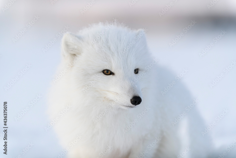 Wild arctic fox (Vulpes Lagopus) head. Arctic fox close up. Wild arctic fox (Vulpes Lagopus) head. Arctic fox close up.