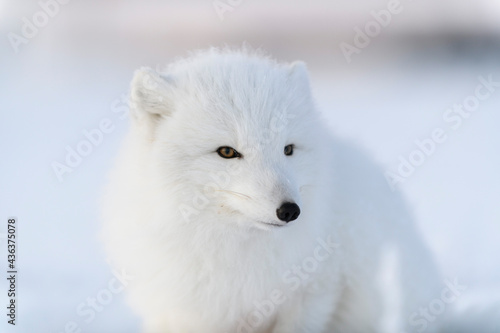 Wild arctic fox  Vulpes Lagopus  head. Arctic fox close up.