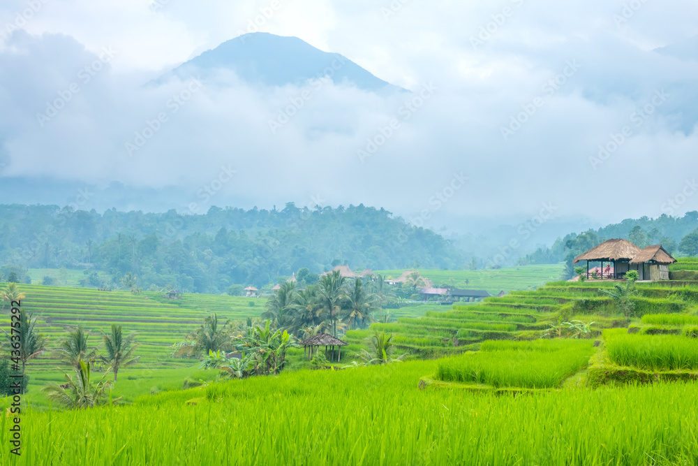 Small Indonesian Village and Rice Fields After Rain