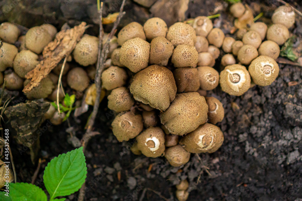 mushrooms in the forest. many mushrooms on a green background.
