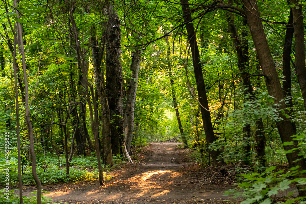 Obraz premium deep in the forest. thickets. green forest in siberia Thickets in dense forest. Scenic view with contrasts of deep forest. Forest scenery with rich flora. Atmospheric woodland.