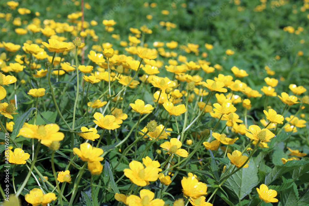 Fototapeta premium Yellow flowers in a summer landscape. Buttercups close-up. 