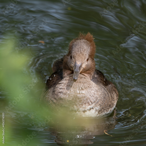 Female Bufflehead Duck Floating in Water
