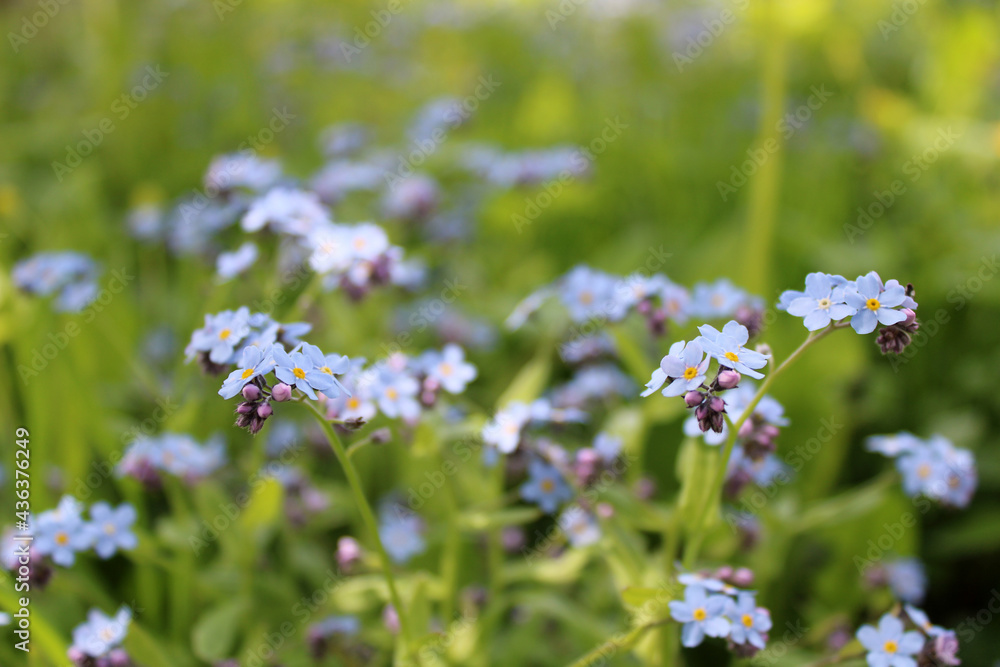 Small blue flowers on a background of greenery. Forget-me-nots close-up. Small blue flowers on a background of greenery. Forget-me-nots close-up.