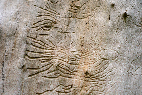 wood texture. beautiful relief tree bark. old wood texture