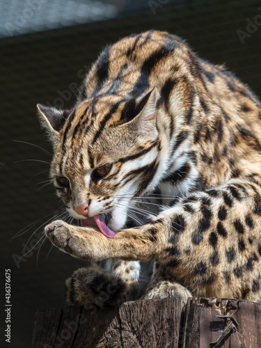 Close Up of a Beautiful Asian Leopard Cat