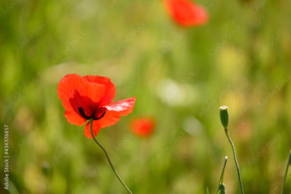 Naklejka premium red poppy in the field